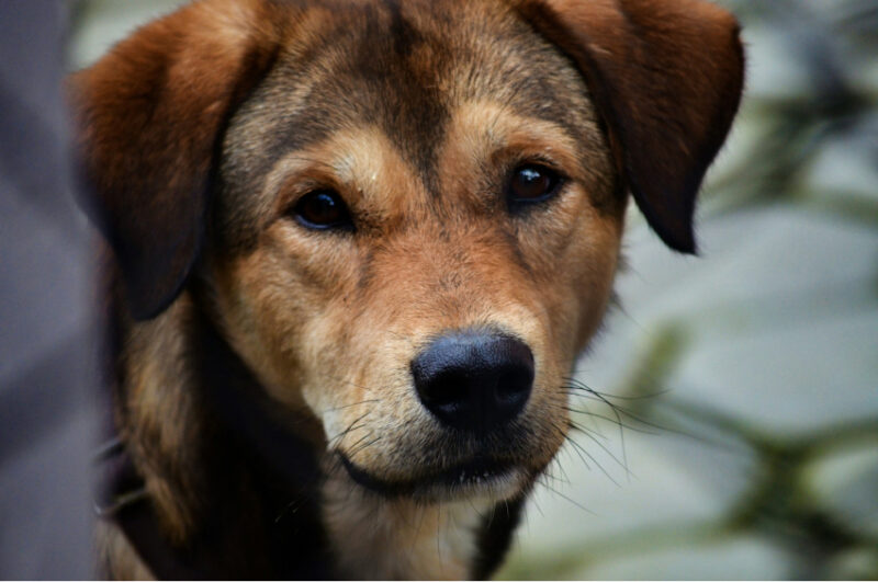 Una decina di cani della Fondation Barry sono saliti al colle a fine giugno