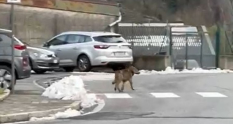 Lupo a passeggio a Hône
