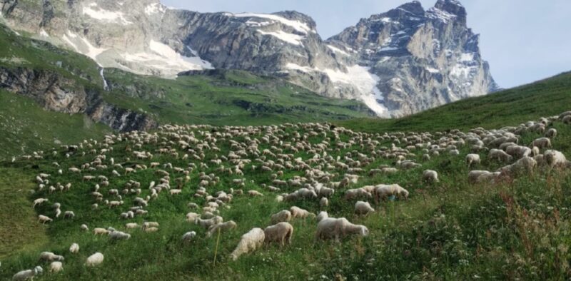 Le pecore dei fratelli Roux la scorsa estate ai piedi del Cervino. A destra Andrea Roux