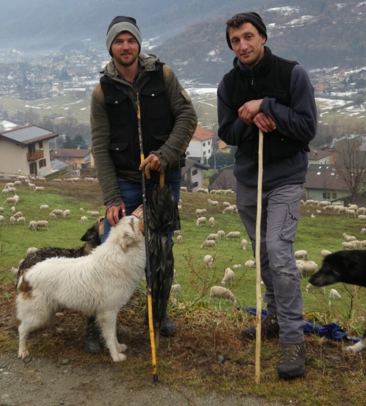 Il grande gregge al pascolo nei prati di Nus. A destra i fratelli Stefano e Pietro Roux (foto di Marzia Verona
