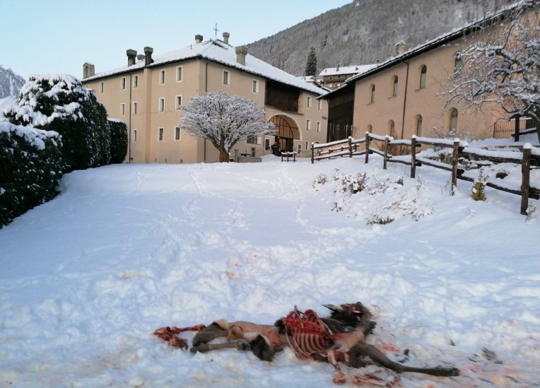 Cerva sbranata dai lupi davanti a Chateau Verdun. «Droni e visori notturni per monitorare la specie