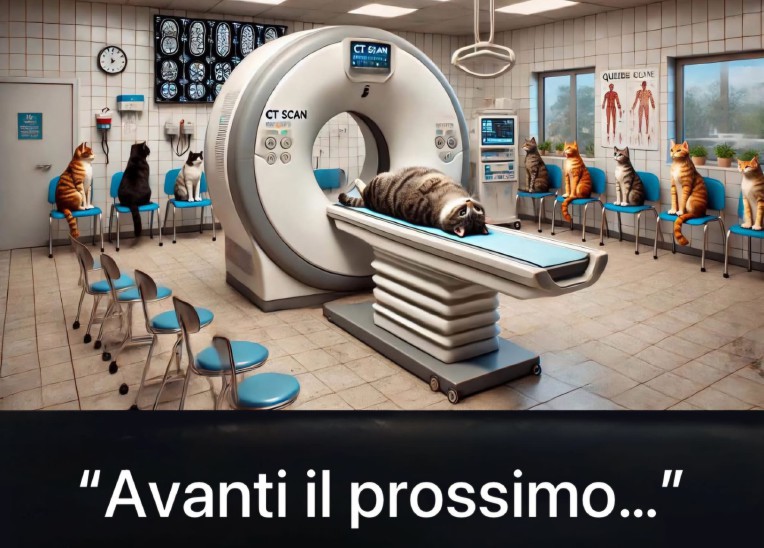 Due inchieste sui retroscena del caso della gatta in ospedale per la Tac