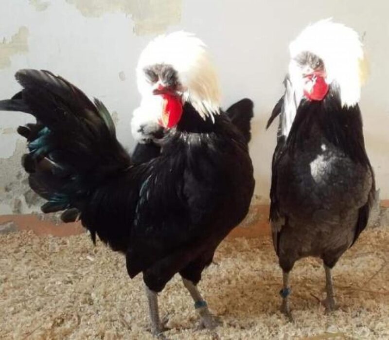 Galline, oche e anatre in esposizione