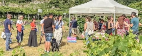 “Vini in Vigna”, degustazioni tra i filari Il secondo appuntamento è ad Aosta