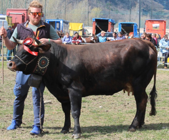 Sono iniziate le rassegne bovine primaverili. Premiati i capi più belli dell’Unité Evançon