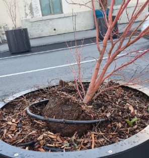 Aosta, atti vandalici in viale Garibaldi: strappate e piegate quattro piantine