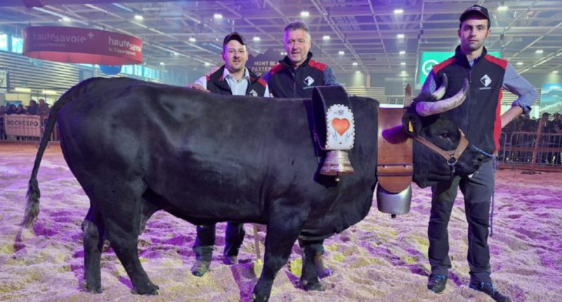“Vaches en piste”: a La Roche-sur-Foron un successo per la Valle d’Aosta