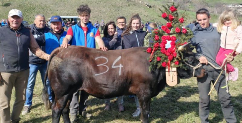 Batailles de moudzon: ecco tutti i vincitori di Issime e di Verrayes. Rinviati i combats previsti per oggi, sabato 19, a Oyace e a La Salle