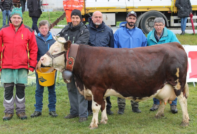 A Sarre la rassegna bovina dell’Unité Grand Paradis Sono stati premiati i capi più belli e più produttivi