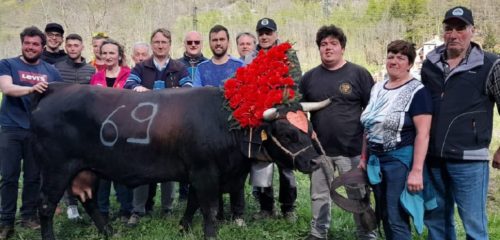 Batailles de reines: il “combat della Liberazione” a Issime dominato dagli allevatori della Bassa Valle