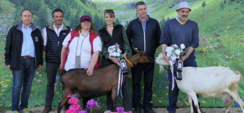 Le regine del latte tra le capre: la Camosciata delle Alpi della società agricola Lo Copafen di Chambave e la Saanen dell’azienda Les Ecureuils di Saint-Pierre