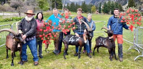 Per il concorso della Bassa Valle le regine delle capre a Gressoney-St-Jean sono Barbera, Ma Belle e Papillon
