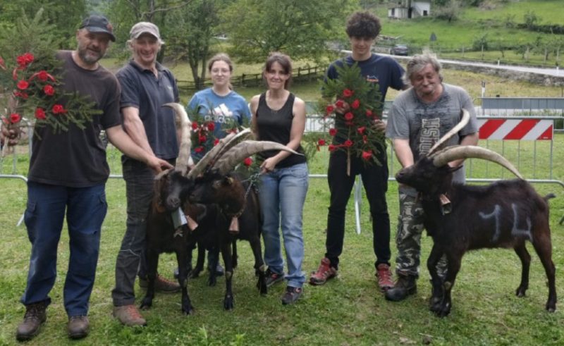 Ha preso il via anche il concorso della Bassa Valle. A Hône le regine sono Morosita, Doroty e Cervino