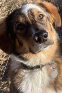 Allarme per i bocconi avvelenati a Valnontey: salvato un cane