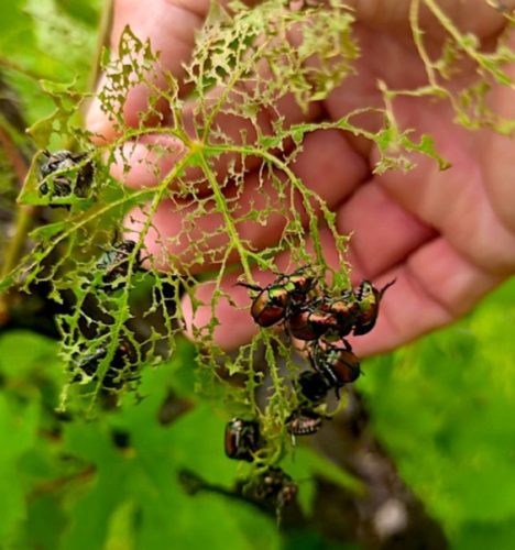 Canavese e Bassa Valle invasi dallo scarabeo giapponese. “Distrugge le vigne e i frutteti, diffusione preoccupante”