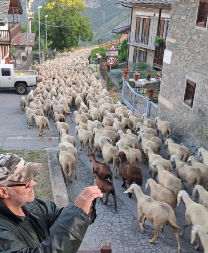 Un immenso gregge di pecore e capre ha raggiunto gli alpeggi del Grauson