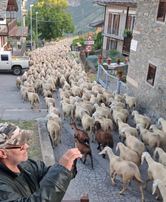 Un immenso gregge di pecore e capre ha raggiunto gli alpeggi del Grauson