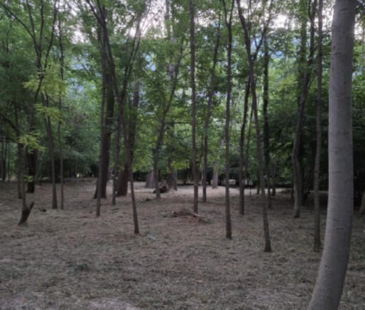 Manutenzione boschiva: intervento nel parco fluviale di Tavagnasco