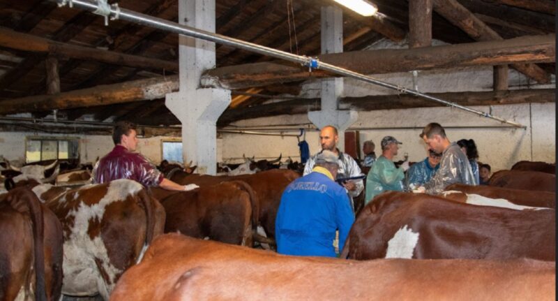 Le operazioni di vaccinazione: nei primi quattro giorni - da sabato 9 a martedì 12 agosto - sono stati trattati complessivamente 4.820 animali. Entro oggi, venerdì 15 agosto, è prevista la vaccinazione di 9.200 bovini