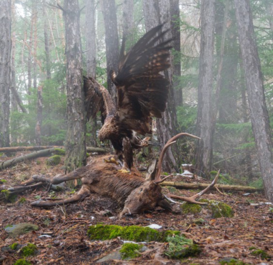 “Bird Photographer of the Year” per la prima volta al Forte di Bard