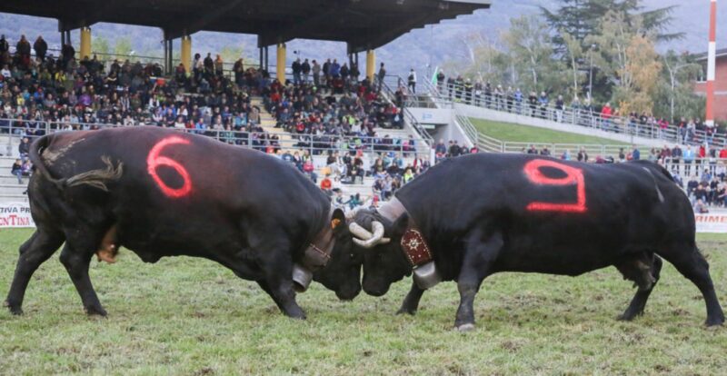 In prima categoria Suisse difenderà il titolo ma dovrà fare i conti con Feronda e Victoire