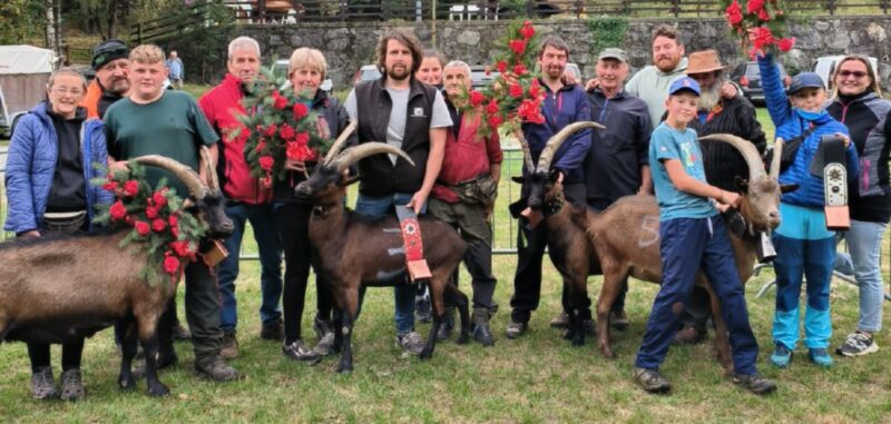 Le regine di Donnas del concorso della Bassa Valle: Marmotta di Marco Follioley, Sylvie di Gilles Joly, Birichina di Andrea Clerin e Farinella di Didier Millesi