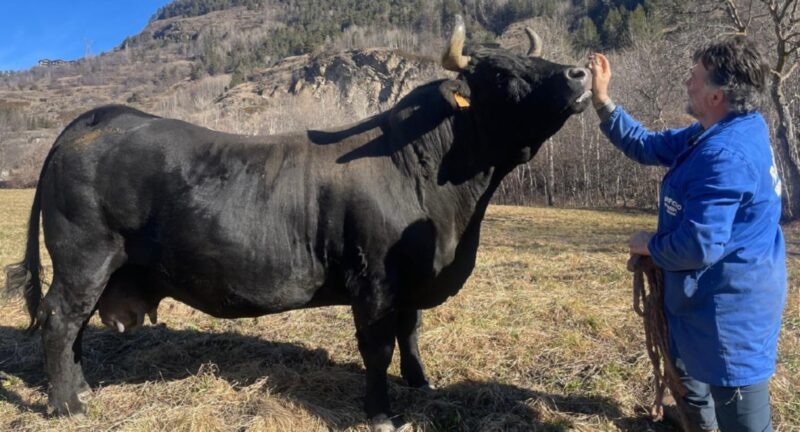 Suisse e Tiky per la conferma, Farchetta per la leggenda. Dopo 6 anni saranno presenti tutte le regine in carica