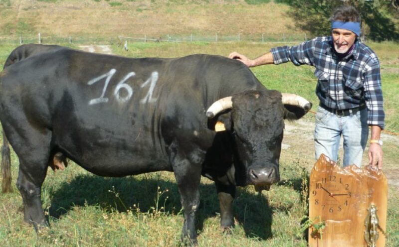 Châtillon e Torgnon piangono Gildo Mus. Ha dedicato tutta la sua vita all’allevamento