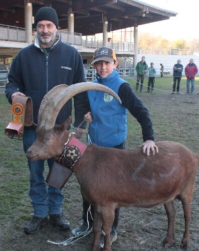 Concorso ovicaprino: l’arena Croix-Noire ha incoronato le capre e le pecore più belle