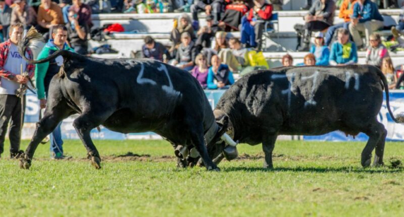 La battaglia nei sedicesimi di finale di Berlin (con il 21) contro Sirena dei Frères Quendoz