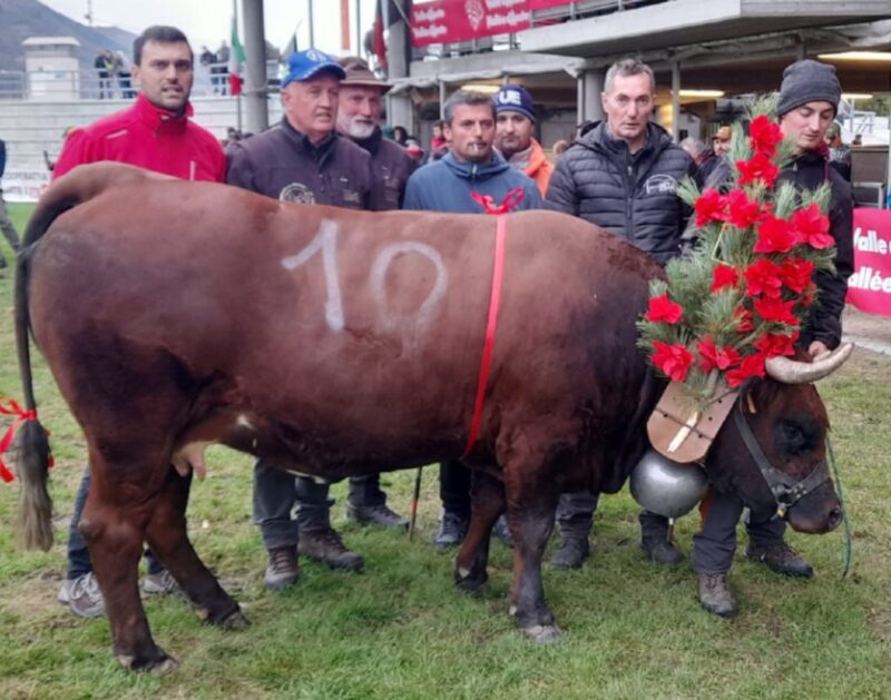 La consegna del bosquet a Ardia di Aurelio Cretier di Saint-Christophe che sabato scorso, 25 ottobre, ha ottenuto il successo nella prima edizione del Combat du premier veau