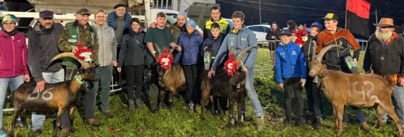 Le regine della finale di Perloz di domenica: Marmotta di Marco Follioley in prima categoria, Macumba di Gregorio Girod in seconda, Magnin di Denis Vercellin in terza e Farinella di Didier Millesi tra le bime