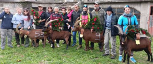La finale della battaglia delle chèvres di Perloz .Sfida tra 203 capi domenica a Tour d’Héréraz