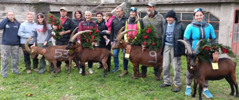 Le regine delle capre di Issogne: Canella di Patrizio Dherin di Champdepraz, Ardita di Tiziano “Tio” Borettaz di Issogne, Macchia di Giada Pinet di Issogne e Farinella di Patrizio Dherin di Champdepraz