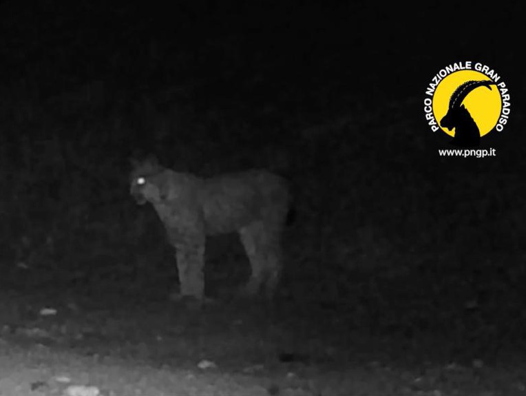 Lince, nuovo avvistamento nel territorio del Parco del Gran Paradiso
