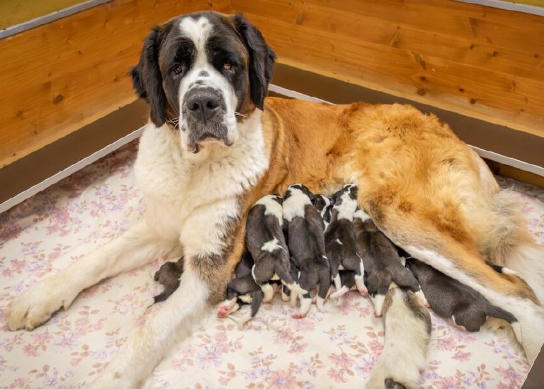 Fondation Barry, nati undici cuccioli di cani San Bernardo