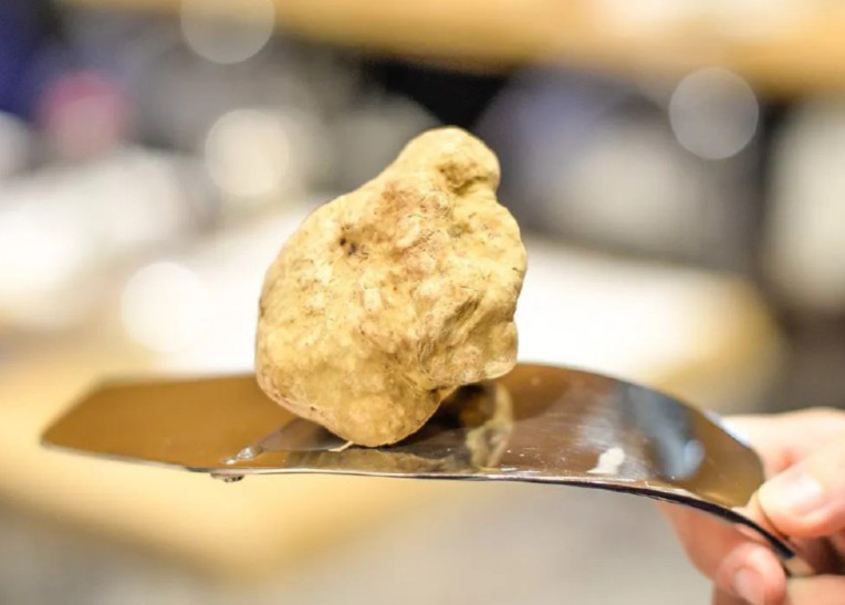 Tartufo bianco per chi vuol fare una «follia»: ne basta una scaglia per sorprendere gli ospiti