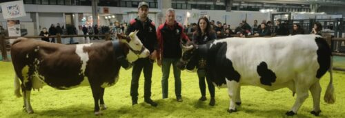 Riflettori sulla Razza Valdostana alla Fiera di Verona