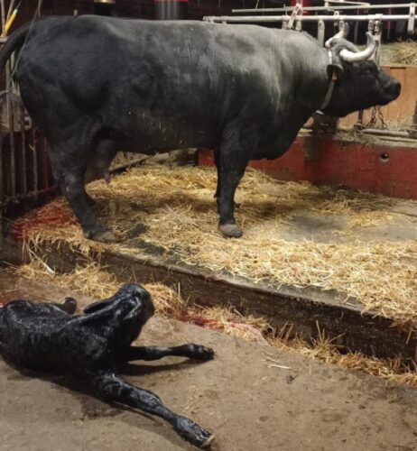 UNA VITELLA PER LA REINA DES REINES: È NATA VICTOIRE, FIGLIA DI SUISSE