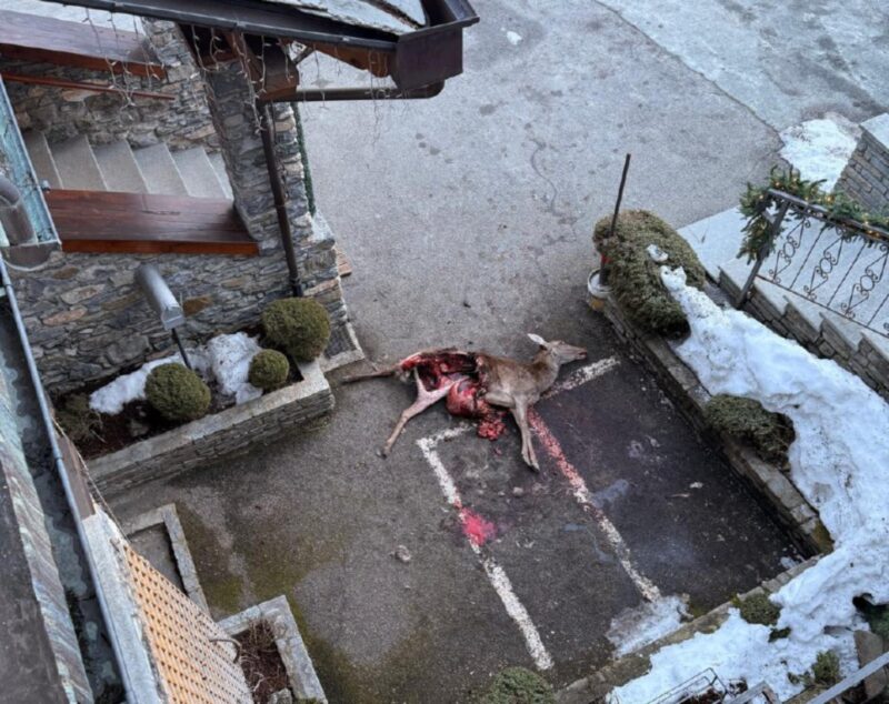 Etroubles, cerva sbranata dai lupi nel cortile dell’Hotel Beau Sejour: sale la preoccupazione