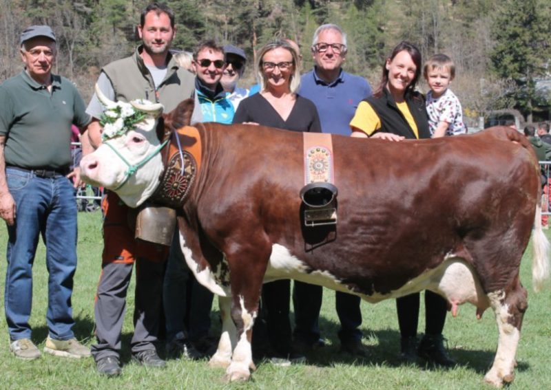 Rassegna bovina a Brusson: sono stati premiati i capi più belli dell’Unité des Communes Evançon
