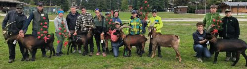 CHÈVRES: A GRESSONEY VINCONO FURIA, PEPITA, MARMOTTA, PERLA E FOTOROMANZA