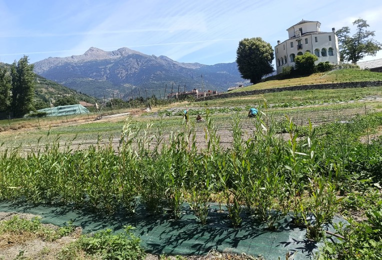 L’Institut Agricole Régional ha il suo primo vincheto. Piantate 450 talee di salice per i corsi di vannerie