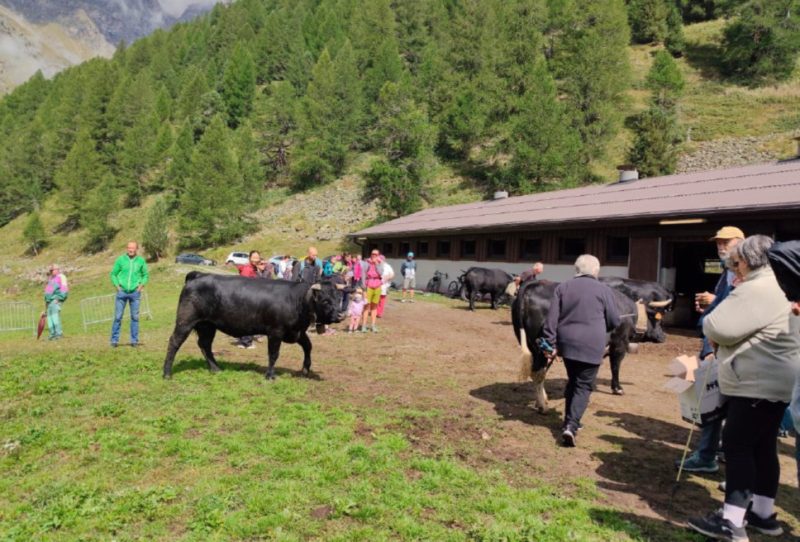 Alpages Ouverts, 350 visitatori all’alpeggio Vayoux di Nus