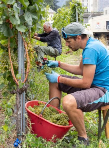 Alla Cave des Onze Communes vendemmia in pieno svolgimento. “Si prospetta un’ottima annata”