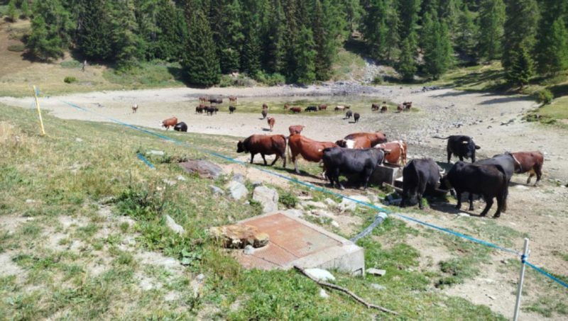 La désarpa di agosto: “E’ tutto secco, siamo dovuti scendere”
