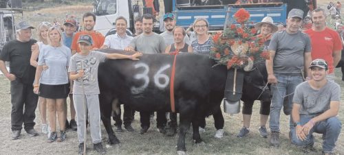 Ayas debutta nel circuito delle batailles. Cento bovine domani, domenica 23 a Periasc