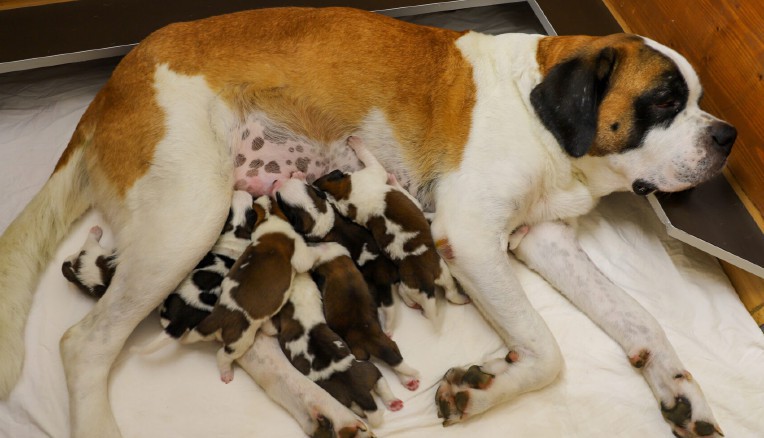 Otto cuccioli di San Bernardo sono nati alla Fondation Barry