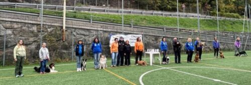 Cinofilia, cinque titoli italiani conquistati da binomi valdostani nella finale del Campionato italiano di obedience ad Avise