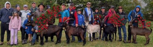 Combats des chèvres della Bassa Valle: a Donnas successi di Mora, Mauvaise, Grisel, Cannella e Chérie